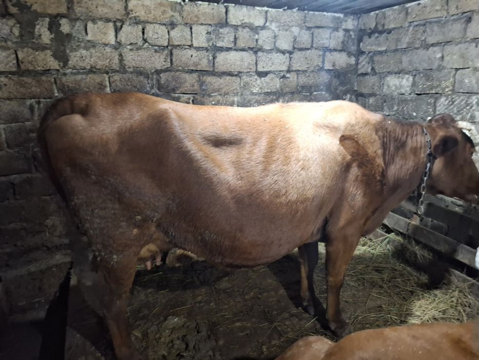 Продам  молочную стельную корову