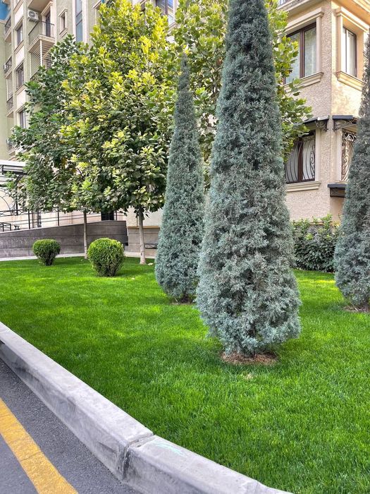 Gazon landshaft palif-fantan