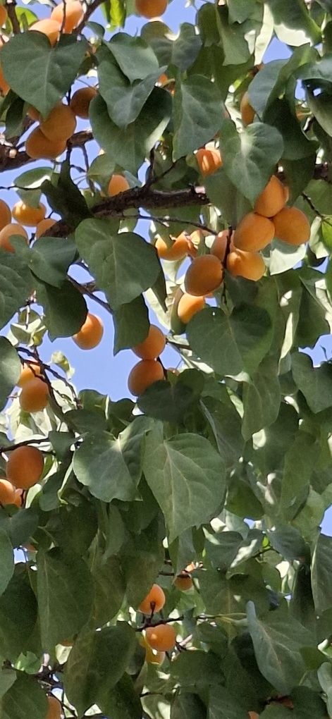 Өрік жылтыр (Самарқант сорт)  алма Дәстүр сорт.