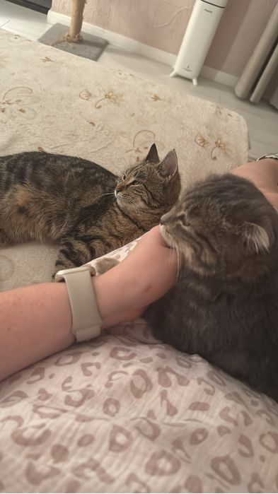 Кошечки стерилизованные