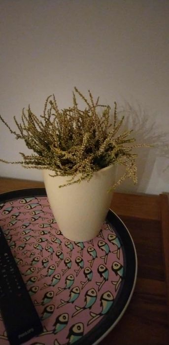 Красиво стайно растение