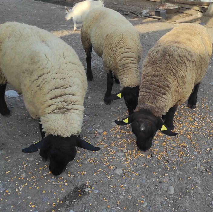 Suffolk de vanzare