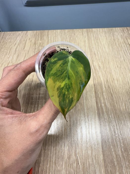 Филодендрон миканс вариегатный