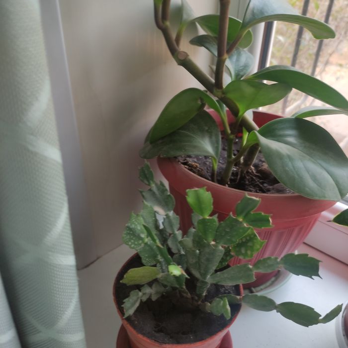 Цветы комнатные продаю