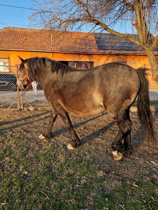 Vând iapă cestantă 3 ani