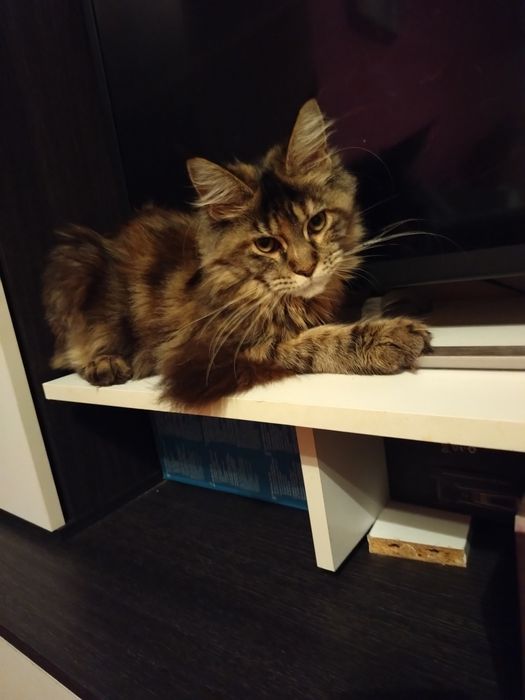 Fetita Maine Coon XXL