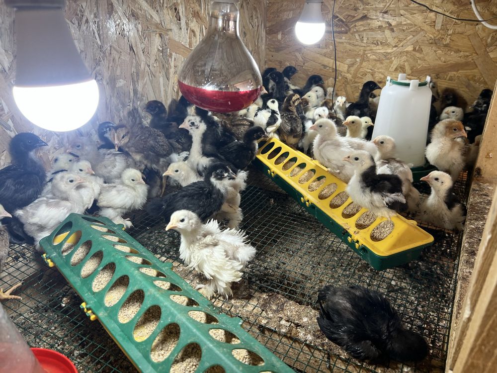 Pui de gaina wyandotte cochinchina italiana si prepelite
