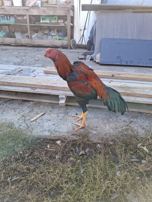 Продам мартовского жужика