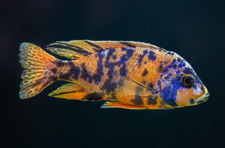 Аулунокары мультиколор