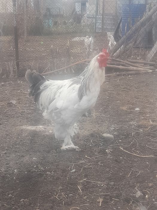 Продам петух брама и куры светлое брама
