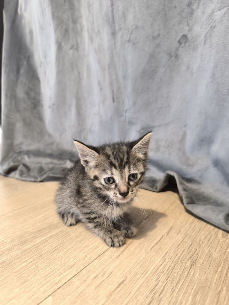 Котета търсят дом