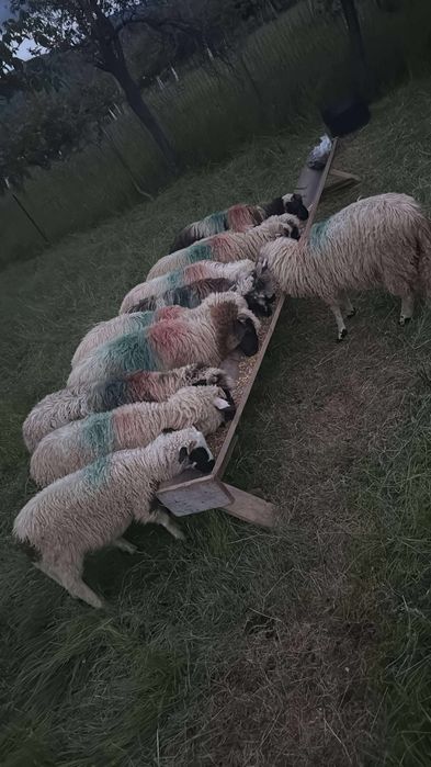 De vanzare 20 de oi si 8 noatini