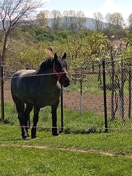 Iapa de 7 ani de vanzare