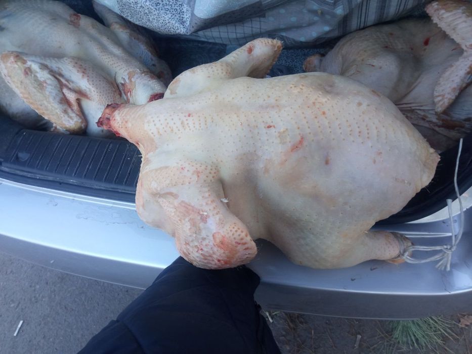 Продаётся индейки