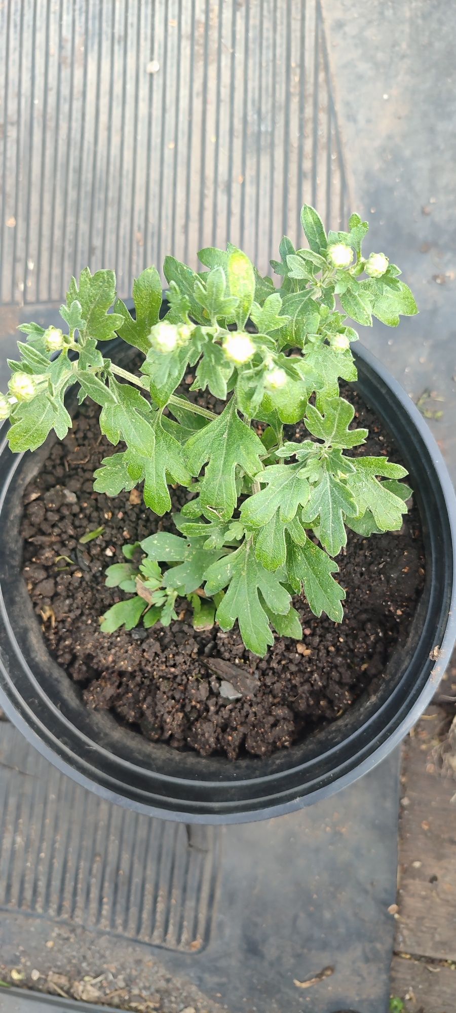 Продам хризантемы мультифлора