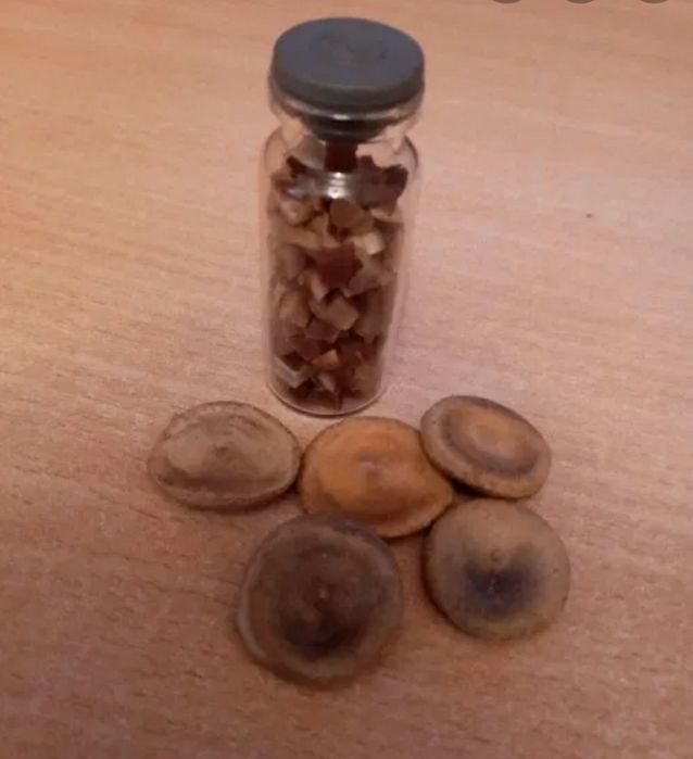 Кушала  лечебная растения