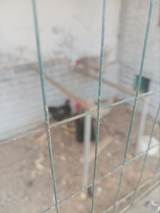 Домашние куры. Возраст 1,5 года