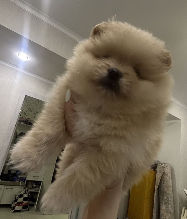 Продаётся немецкий шпиц