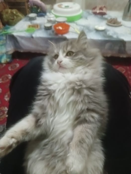 Невская маскерадная