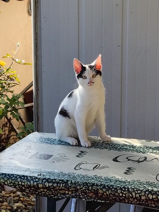 Adopții pisici Bucuresti