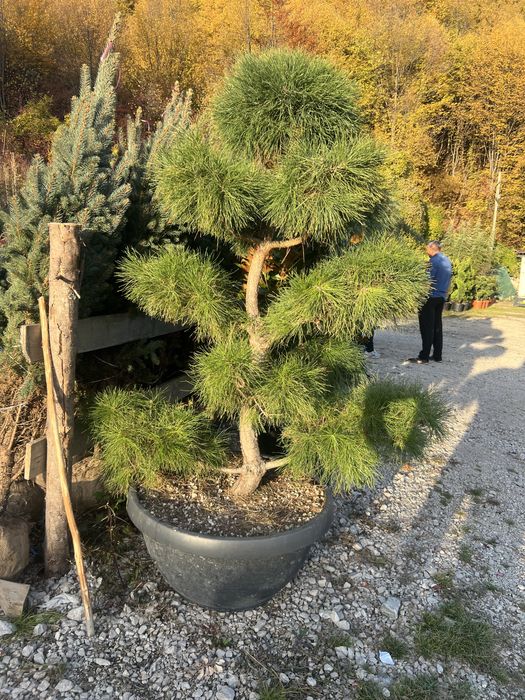 Plante ornametale naturale tuia