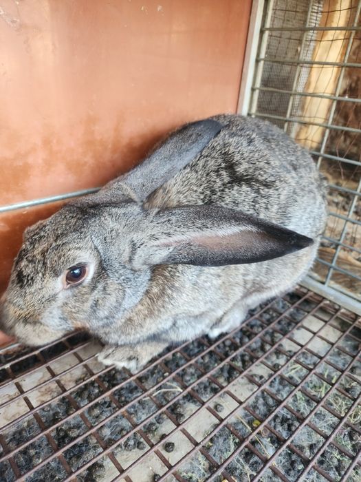 Продам кролика  самцы очень красивая домашний