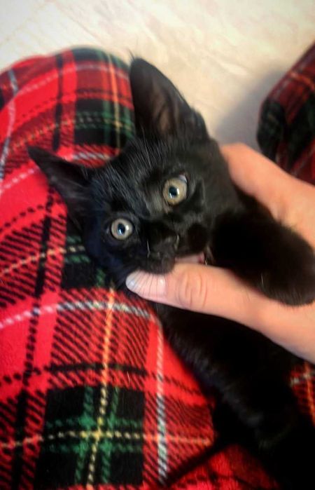 2 черни котенца  с рошева опашка