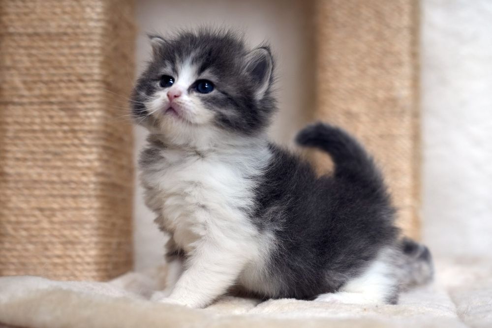 Возьму котёнка девочку