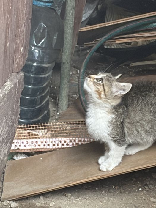 Donez pui pisica o luna urgent