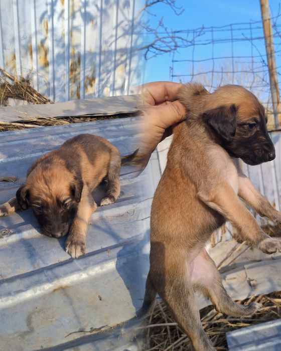 Тазы күшіктер сатылады