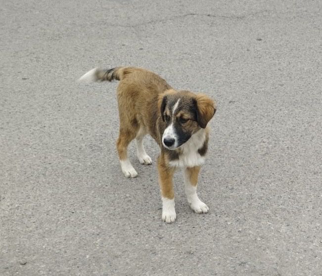 Щенок девочка в добрые руки!