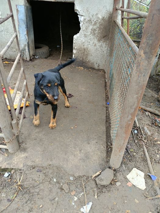 Pereche jagdterrier disponibili pentru casă nouă 1000 de lei