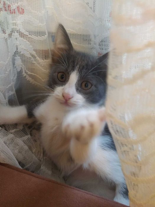 Adoptie Pisicute