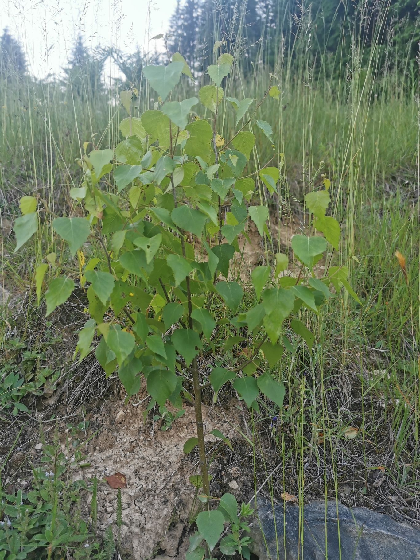 Puieți  mestecat diferite dimensiuni plantat