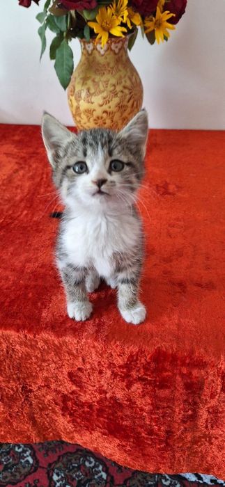 Отдам даром котят