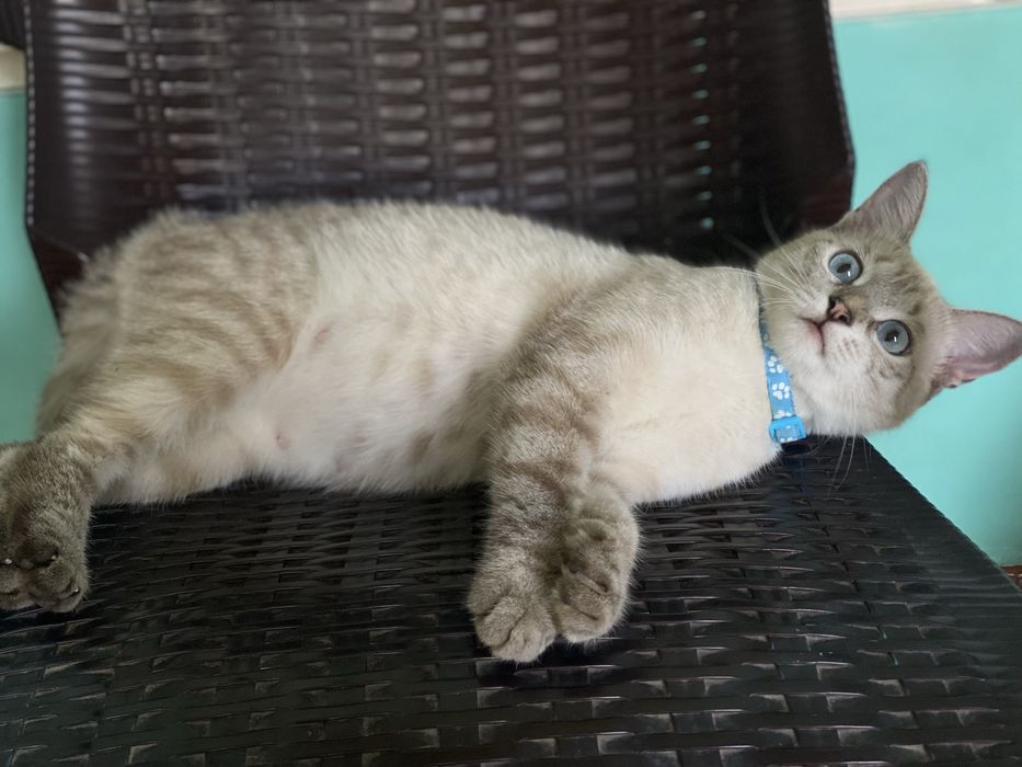 Продается. Sotiladi