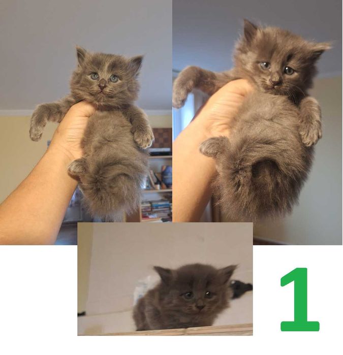 Отдам котят в хорошие руки