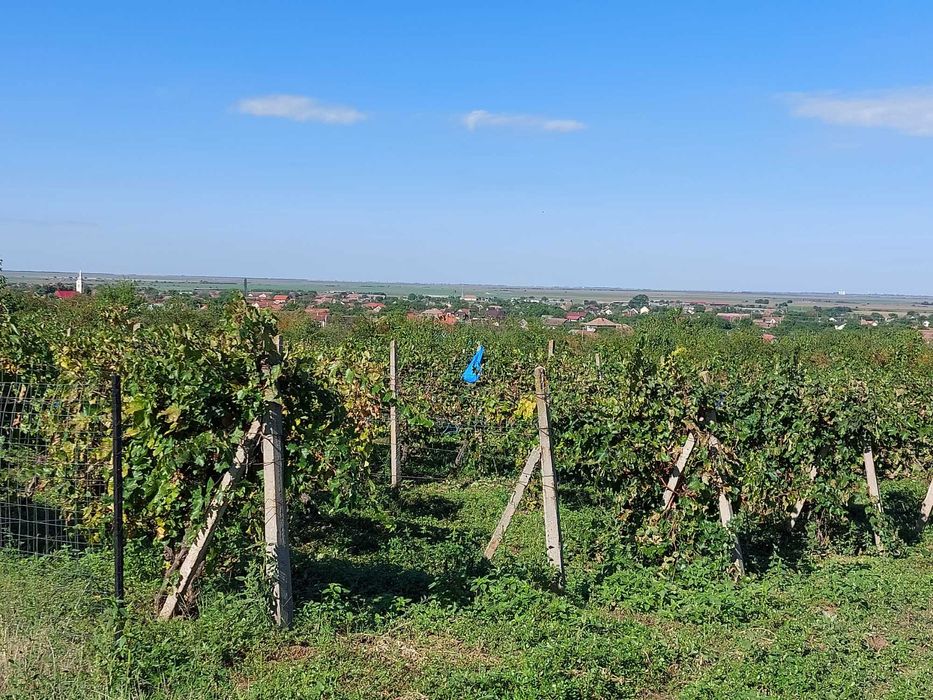 mustoasa de maderat Struguri pentru vin și tuica