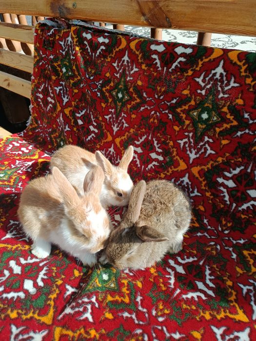 Karlik baran Sotiladi