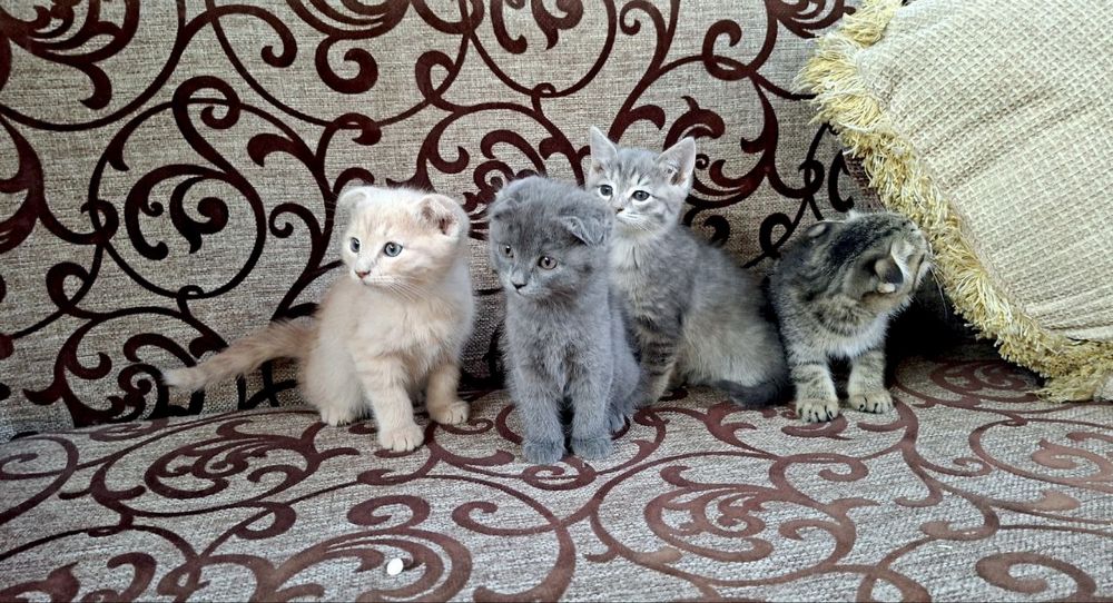 Продаются  вислоухие котята