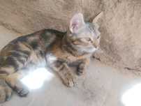Mushuk.koshka.mushukcha