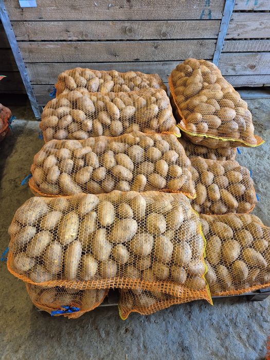 Cartofi consum rosu si alb