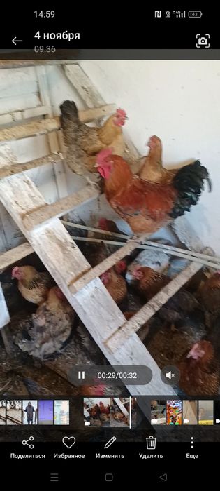 Продам куреи по 5 тысяч