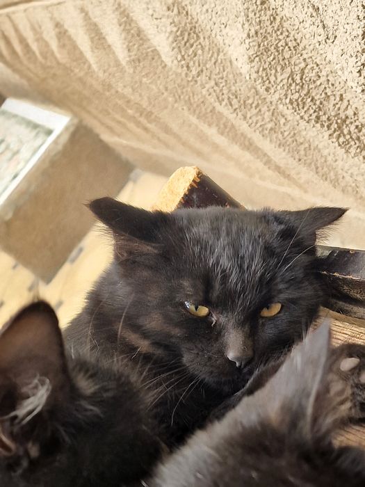 Mushuk bolasi 3 oylik