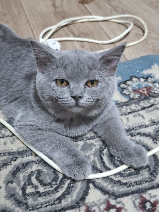Продаются  скоттиш страйт