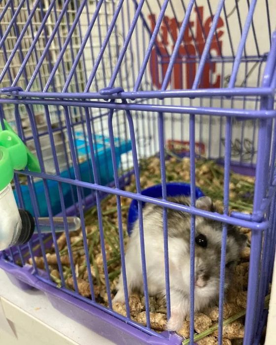 Джунгарские хомячки