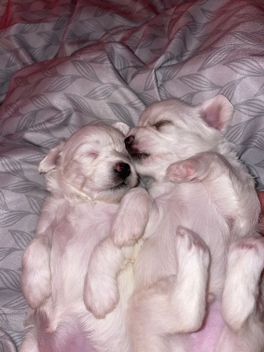 Dau pui de bichon