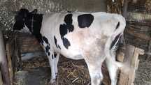 Vaci rasa holstein 2 bucăți