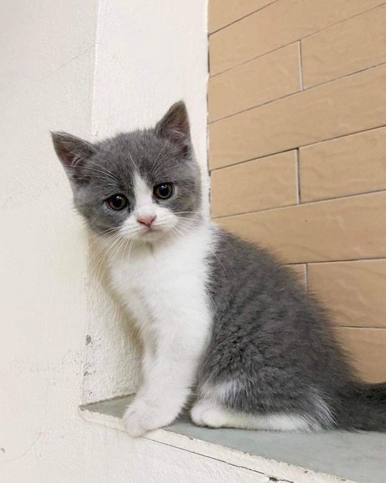 Британский котенок
