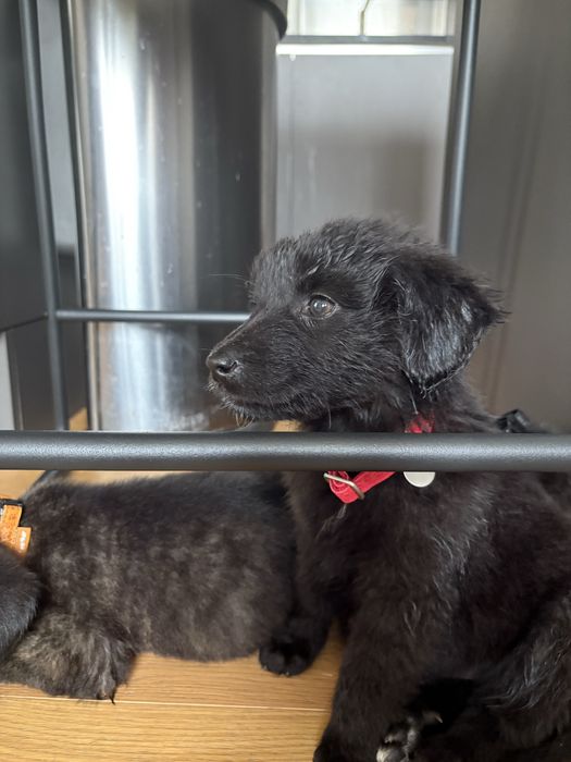 Donez cateluse ( pana in 5-6 saptamani)